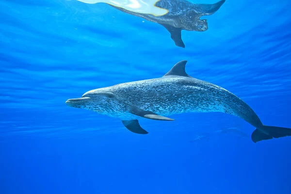 Atlantic Spotted Dolphins (Stenella frontalis), White Sand Ridge, Bahamas Bank, Bahamas