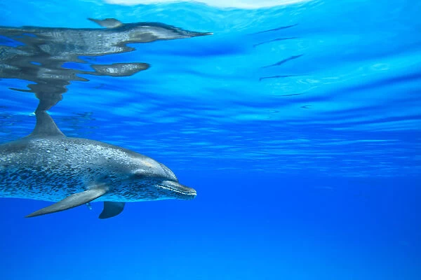Atlantic Spotted Dolphins (Stenella frontalis), White Sand Ridge, Bahamas Bank, Bahamas