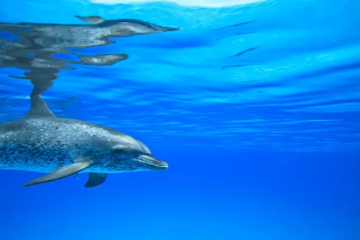 Framed Print : Atlantic Spotted Dolphins (Stenella frontalis), White Sand Ridge, Bahamas Bank, Bahamas Framed Print : Atlantic Spotted Dolphins (Stenella frontalis), White Sand Ridge, Bahamas Bank, Bahamas