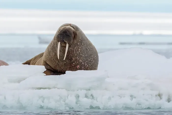 Framed Print : An Atlantic walrus, Odobenus rosmarus, resting on the ice. Svalbard, Norway Framed Print : An Atlantic walrus, Odobenus rosmarus, resting on the ice. Svalbard, Norway