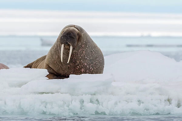 An Atlantic walrus, Odobenus rosmarus, resting on the ice. Svalbard, Norway