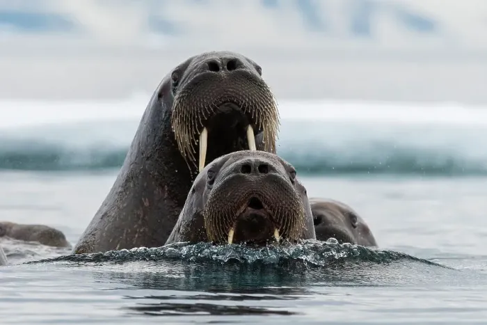 Framed Print : Atlantic walruses, Odobenus rosmarus, in Arctic water. Nordaustlandet, Svalbard, Norway Framed Print : Atlantic walruses, Odobenus rosmarus, in Arctic water. Nordaustlandet, Svalbard, Norway