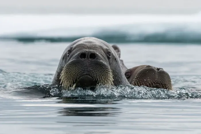 Framed Print : Atlantic walruses, Odobenus rosmarus, in Arctic water. Nordaustlandet, Svalbard, Norway