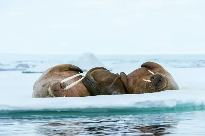 Framed Print : Atlantic walruses, Odobenus rosmarus, resting on ice. Nordaustlandet, Svalbard, Norway