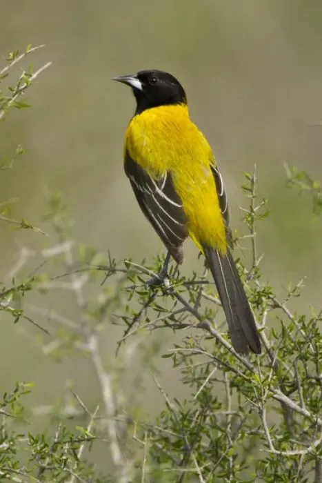 Framed Print : Audubons Oriole (Icterus graduacauda) adult in habitat, s. Texas Framed Print : Audubons Oriole (Icterus graduacauda) adult in habitat, s. Texas