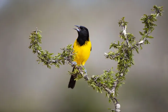 Framed Print : Audubons Oriole (Icterus graduacauda) perched
