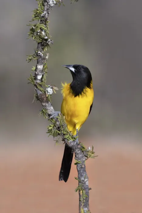 Framed Print : Audubons Oriole (Icterus graduacauda) perched Framed Print : Audubons Oriole (Icterus graduacauda) perched