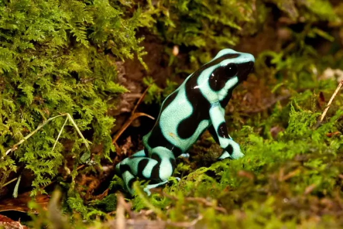 Framed Print : Auratus Dart Frog Dendrobates auratus Native to Northern South America Habitat - Rain Forest Framed Print : Auratus Dart Frog Dendrobates auratus Native to Northern South America Habitat - Rain Forest