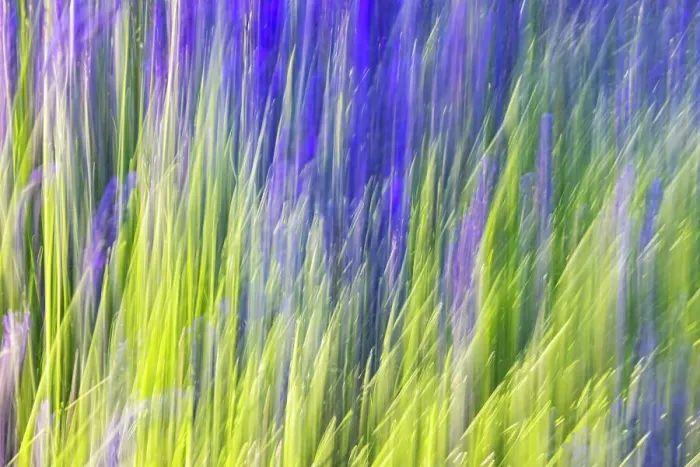 Framed Print : Aurel, Vaucluse, Alpes-Cote d'Azur, France. Motion blur view of a lavender field Framed Print : Aurel, Vaucluse, Alpes-Cote d'Azur, France. Motion blur view of a lavender field