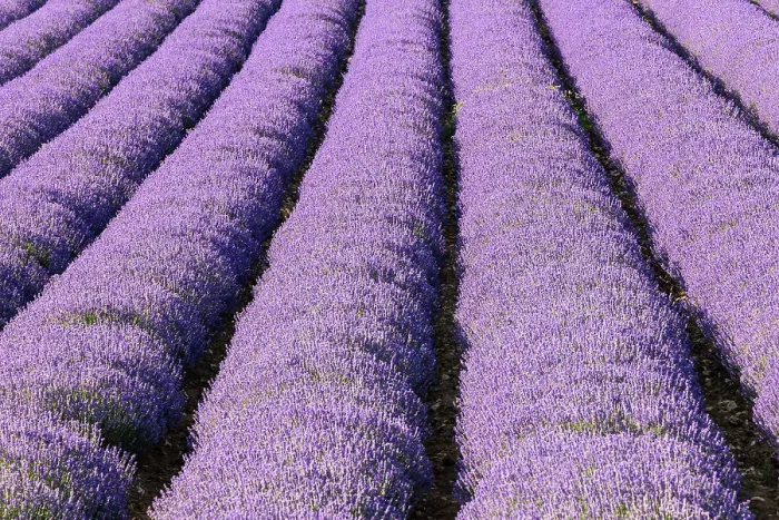 Framed Print : Aurel, Vaucluse, Alpes-Cote d'Azur, France. Rows of lavender growing in southern France