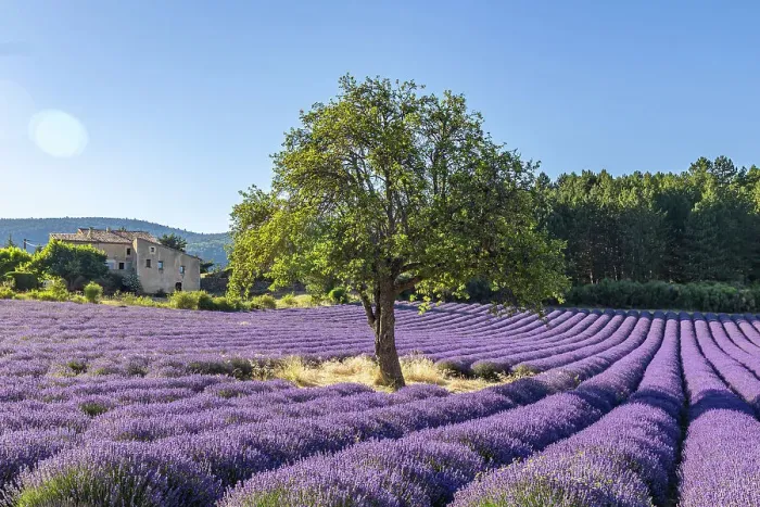 Framed Print : Aurel, Vaucluse, Alpes-Cote d'Azur, France. Tree growing in a lavender field