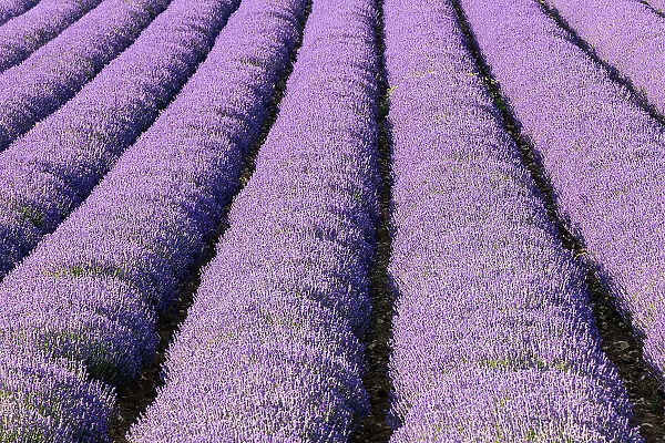 Aurel, Vaucluse, Alpes-Cote d'Azur, France. Rows of lavender growing in southern France