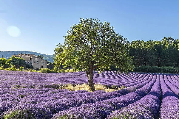 Aurel, Vaucluse, Alpes-Cote d'Azur, France. Tree growing in a lavender field