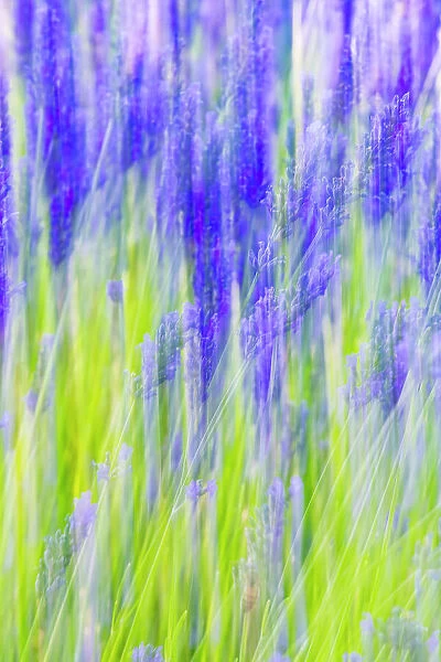 Aurel, Vaucluse, Alpes-Cote d'Azur, France. Motion blur view of a lavender field