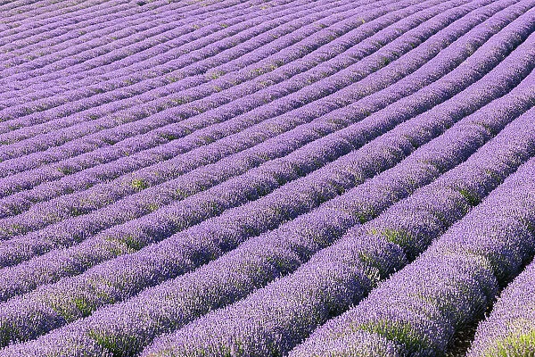 Aurel, Vaucluse, Alpes-Cote d'Azur, France. Rows of lavender growing in southern France