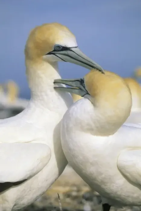 Framed Print : Australasian Gannet, (Sula serrator), courting pair preening, Cape Kidnappers, New Zealand