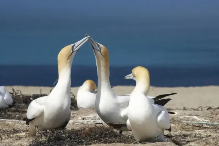 Framed Print : Australasian Gannets ( Morus serrator ), Cape Kidnappers Gannet Colony, Hawkes Bay