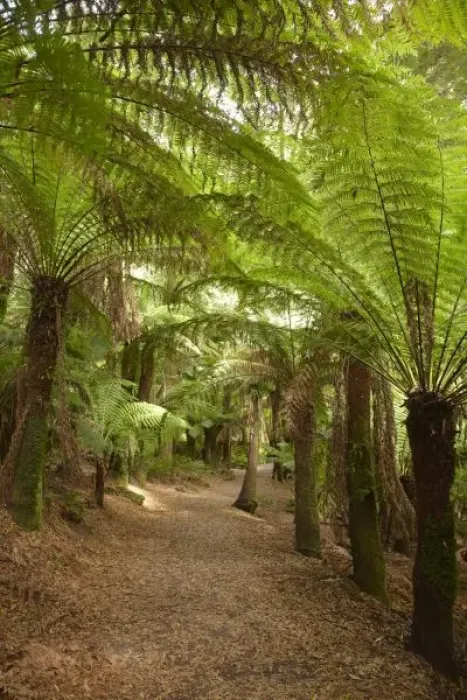 Framed Print : Australia. Track to St Columba Falls through Fern Glade Framed Print : Australia. Track to St Columba Falls through Fern Glade