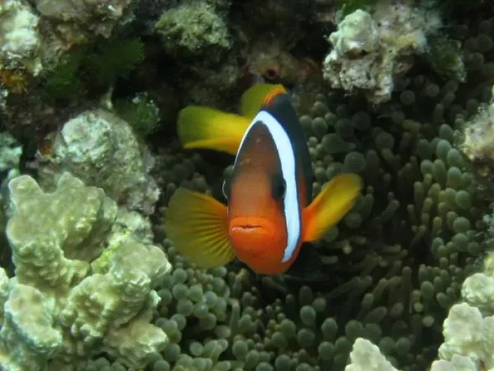 Framed Print : Australia. Black Anemonefish (Amphiprion melanopus) in Anemone Framed Print : Australia. Black Anemonefish (Amphiprion melanopus) in Anemone