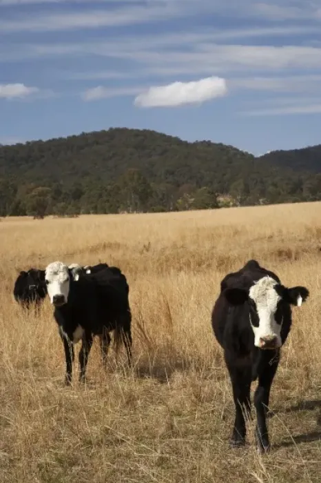 Framed Print : Australia, New South Wales, Cows and Dry Farmland near Wauchope