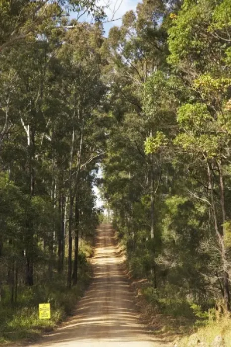 Framed Print : Australia, New South Wales, Cowarra Access Road though Eucalyptus Forest, near Wauchope