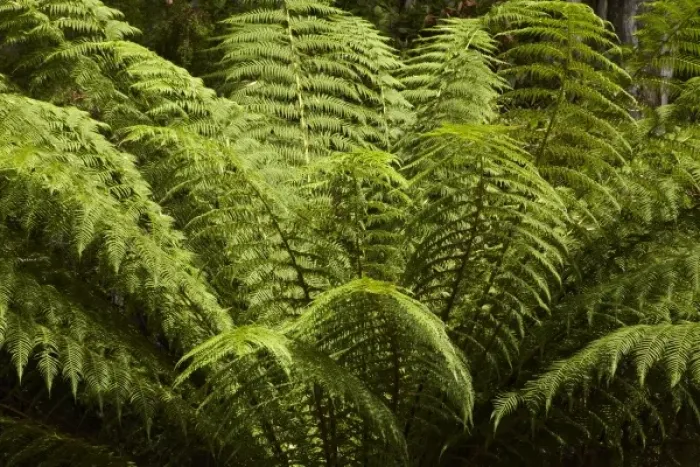 Framed Print : Australia. Ferns, Sarah Island (Historic Convict Station)