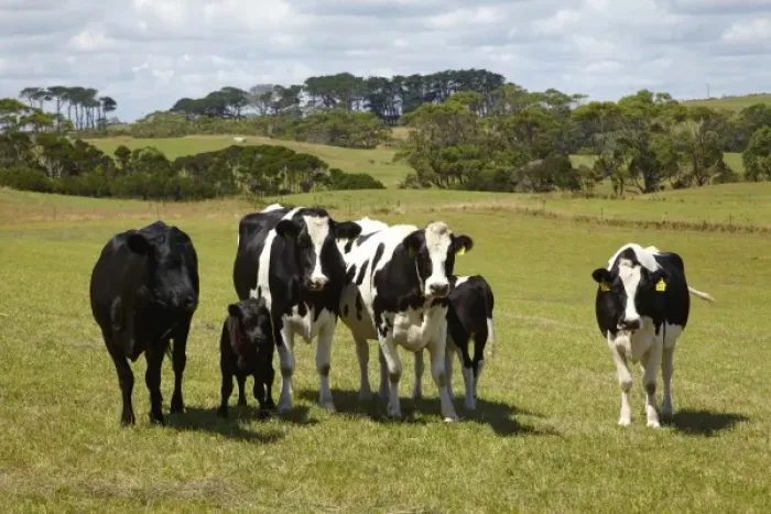 Framed Print : Australia. Cows and Farmland near Marrawah, North Western Tasmania, Australia
