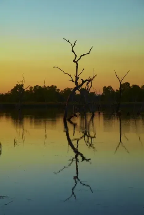 Framed Print : Australia. Dead trees reflected in Lily Creek Lagoon at dawn Framed Print : Australia. Dead trees reflected in Lily Creek Lagoon at dawn