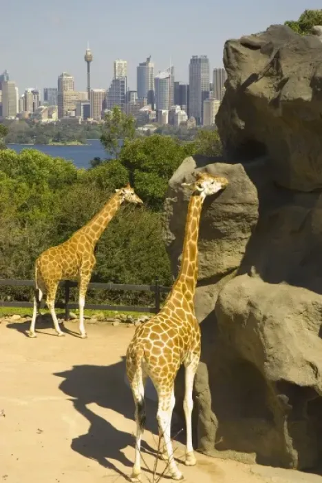 Framed Print : Australia. Giraffes with a view of the Sydney skyline beyond at Taronga Zoo Framed Print : Australia. Giraffes with a view of the Sydney skyline beyond at Taronga Zoo