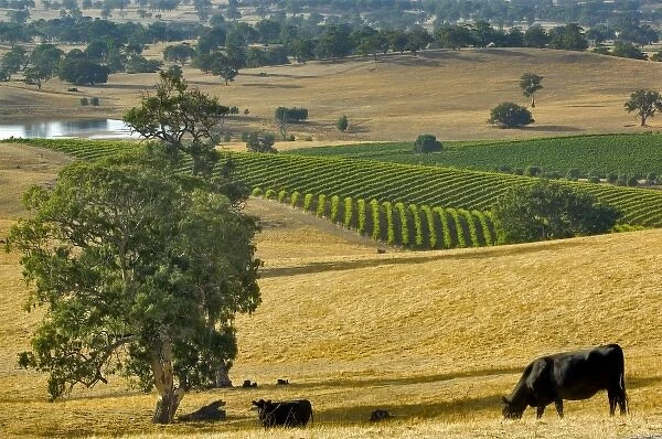 Australia. Mountadam vineyard winery on High Eden Road near Eden Valley