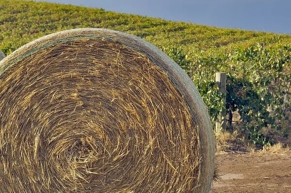 Australia, Barossa Valley. Large rolls of straw used for mulch in front of vineyard rows
