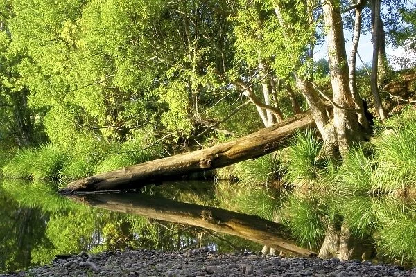 Australia. Nimbin, Australia. A scenic river reflection in the countryside