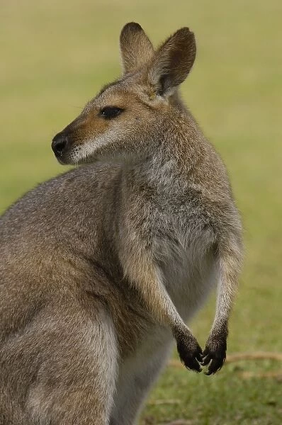 Australia. Pretty-faced Wallaby or Whiptail Wallaby (Macropus parryi) CAPTIVE. AUSTRALIA