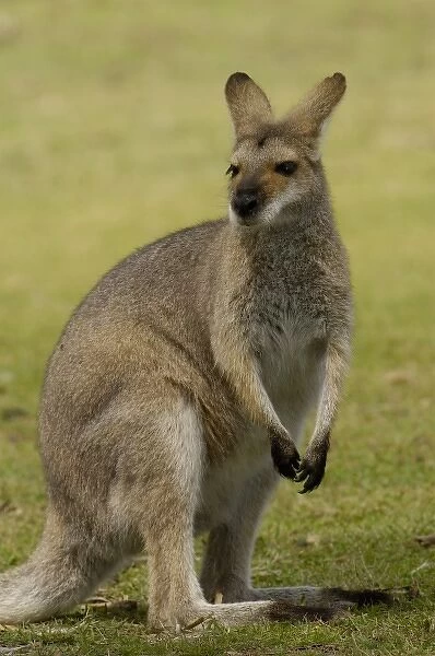 Australia. Pretty-faced Wallaby or Whiptail Wallaby (Macropus parryi) CAPTIVE. AUSTRALIA