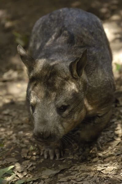 Australia. Southern Hairy-nosed Wombat (Lasiorhinus latifrons). (CAPTIVE). AUSTRALIA