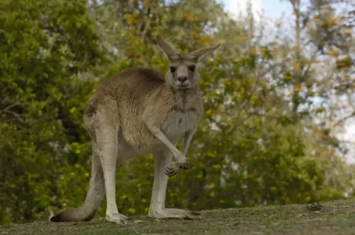 Framed Print : Australia. Eastern Grey Kangaroo (Macropus giganteus). CAPTIVE Queensland. AUSTRALIA