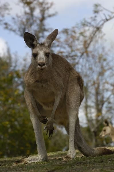Australia. Eastern Grey Kangaroo (Macropus giganteus) CAPTIVE Queensland. AUSTRALIA