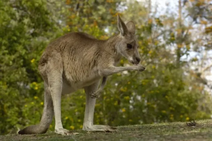 Framed Print : Australia. Eastern Grey Kangaroo (Macropus giganteus). CAPTIVE Queensland. AUSTRALIA