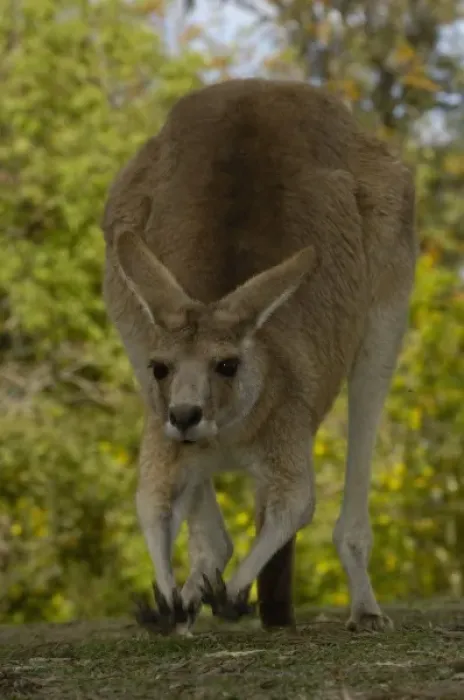 Framed Print : Australia. Eastern Grey Kangaroo (Macropus giganteus). CAPTIVE Queensland. AUSTRALIA Framed Print : Australia. Eastern Grey Kangaroo (Macropus giganteus). CAPTIVE Queensland. AUSTRALIA