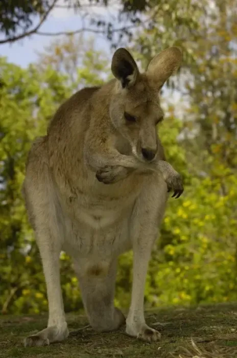 Framed Print : Australia. Eastern Grey Kangaroo (Macropus giganteus). CAPTIVE Queensland. AUSTRALIA Framed Print : Australia. Eastern Grey Kangaroo (Macropus giganteus). CAPTIVE Queensland. AUSTRALIA