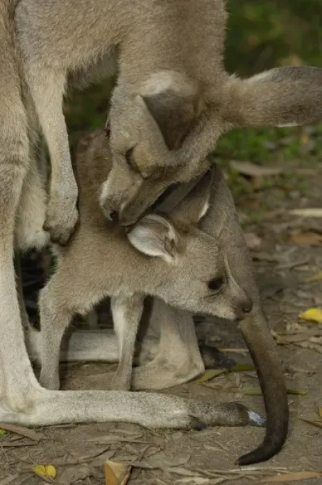 Framed Print : Australia. Eastern Grey Kangaroo with joey (Macropus giganteus) Framed Print : Australia. Eastern Grey Kangaroo with joey (Macropus giganteus)