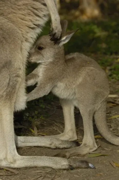 Framed Print : Australia. Eastern Grey Kangaroo with joey (Macropus giganteus) Framed Print : Australia. Eastern Grey Kangaroo with joey (Macropus giganteus)