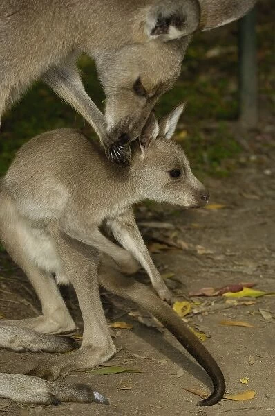 Australia. Eastern Grey Kangaroo with joey (Macropus giganteus) CAPTIVE Queensland