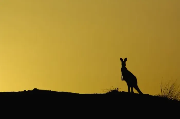 Framed Print : Australian Kangaroo Framed Print : Australian Kangaroo