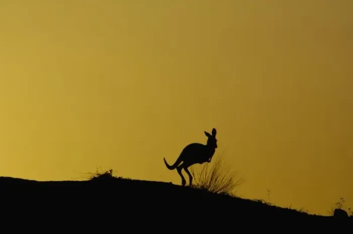 Framed Print : Australian Kangaroo Framed Print : Australian Kangaroo