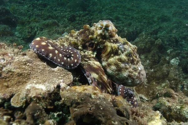 Australia. Day Octopus (Octopus cyanea) on the coral reef