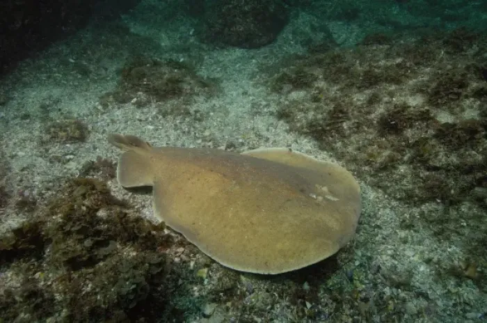 Framed Print : Australia. Electric Ray or Numbfish (Hypnos monopterygium) off of North Stradbroke Island Framed Print : Australia. Electric Ray or Numbfish (Hypnos monopterygium) off of North Stradbroke Island