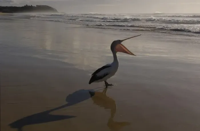 Framed Print : Australian pelican (Pelecanus conspicillatus)