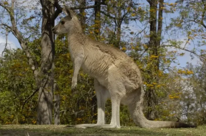 Framed Print : Australia. Most often seen in Australia, Eastern Grey Kangaroo Framed Print : Australia. Most often seen in Australia, Eastern Grey Kangaroo