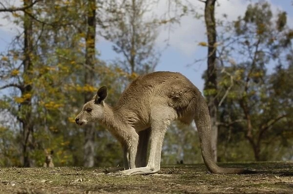 Australia. Most often seen in Australia, Eastern Grey Kangaroo 